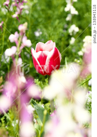 公園に咲く赤いチューリップの花 138943118