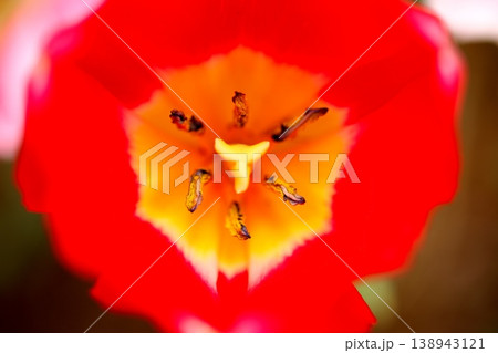 公園に咲く赤いチューリップの花 138943121