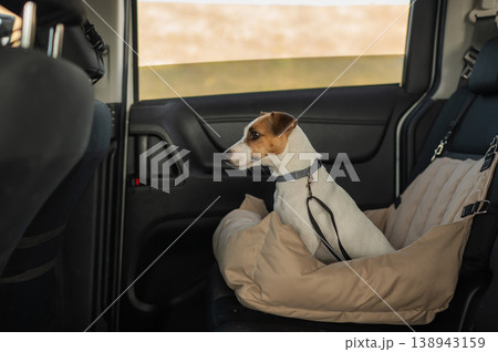 Jack Russell Terrier Dog in a Special Car Seat. Jack Russell Terrier Dog in a Special Car Seat. 138943159