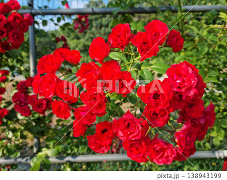 red rose vine in nature background . red rose vine in nature background . 138943199