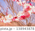 美しいピンクの梅の花 138943878