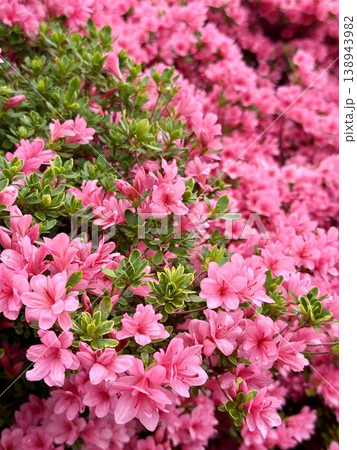 満開のピンクのつつじ 花の背景素材 群馬県館林市 つつじヶ丘公園 138943982