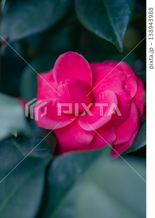 日陰に咲く赤いツバキの花【春】 138943988