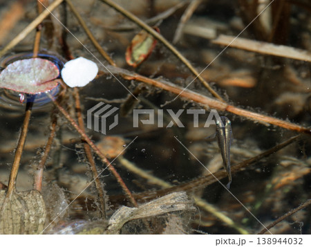 春の湧水池　ミナミメダカ 138944032