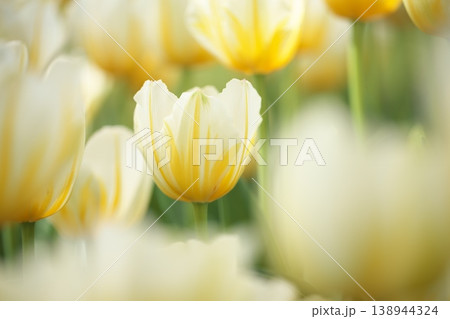 春に咲く 黄色いチューリップの花 春に咲く 黄色いチューリップの花 138944324