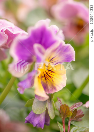 満開に咲く綺麗なビオラの花【春】 138944352