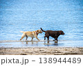 水辺を歩くラブラドールレトリバー 138944489