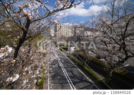 練馬区光が丘公園周辺・7分咲きのソメイヨシノ 練馬区光が丘公園周辺・7分咲きのソメイヨシノ 138944528