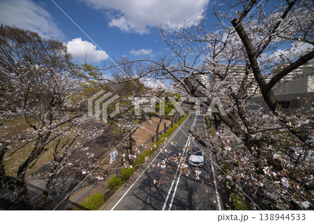 練馬区光が丘公園周辺・7分咲きのソメイヨシノ 練馬区光が丘公園周辺・7分咲きのソメイヨシノ 138944533