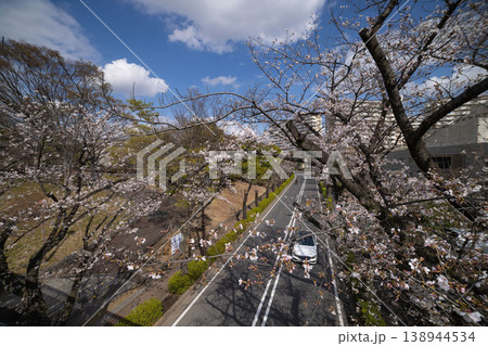 練馬区光が丘公園周辺・7分咲きのソメイヨシノ 練馬区光が丘公園周辺・7分咲きのソメイヨシノ 138944534