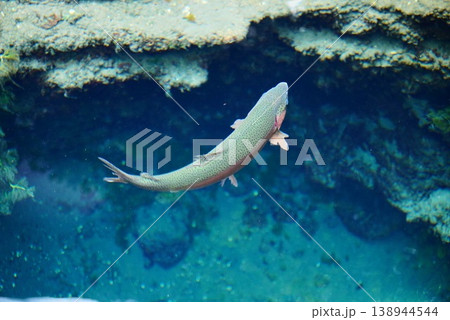 透明の高い忍野八海で泳ぐ魚 透明の高い忍野八海で泳ぐ魚 138944544
