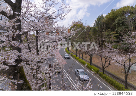 練馬区光が丘公園周辺・7分咲きのソメイヨシノ 練馬区光が丘公園周辺・7分咲きのソメイヨシノ 138944558
