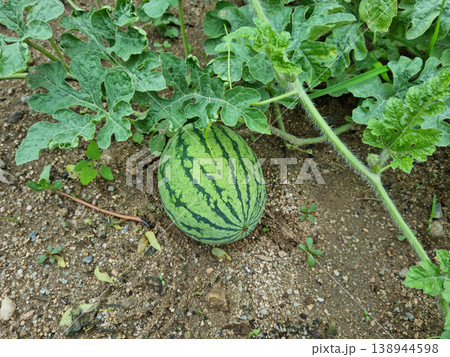 It is a small watermelon. It is a small watermelon. 138944598