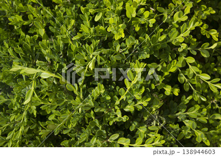 This is a close-up of a poplar leaf. 138944603