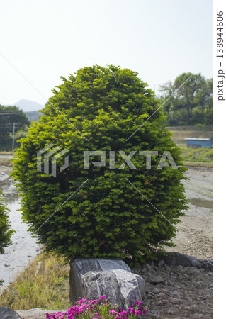 This is a well maintained Taxus baccata. This is a well maintained Taxus baccata. 138944606