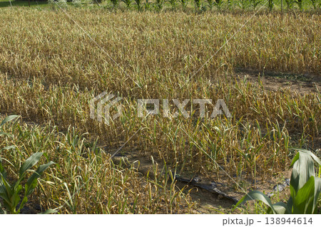 This is a landscape of garlic fields. 138944614