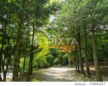 It is a forest road lined with trees. It is a forest road lined with trees. 138944617