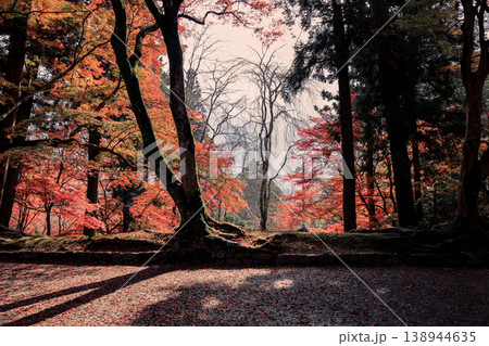 Red Maple at Bishamondo Temple in Kyoto Nov 26 2025 138944635
