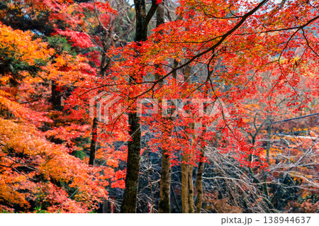 Red Maple at Bishamondo Temple in Kyoto Nov 26 2025 138944637