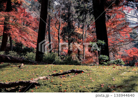 Red Maple at Bishamondo Temple in Kyoto Nov 26 2025 Red Maple at Bishamondo Temple in Kyoto Nov 26 2025 138944640