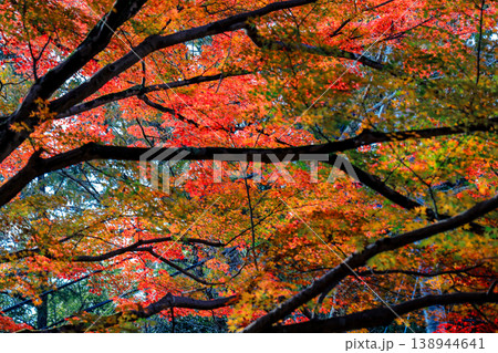 Red Maple at Bishamondo Temple in Kyoto Nov 26 2025 138944641