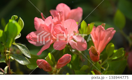 春の庭に咲くさつき(皐月)の花 春の庭に咲くさつき(皐月)の花 138944775