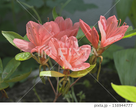 春の庭に咲くさつき(皐月)の花 春の庭に咲くさつき(皐月)の花 138944777