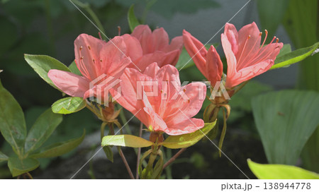 春の庭に咲くさつき(皐月)の花 春の庭に咲くさつき(皐月)の花 138944778