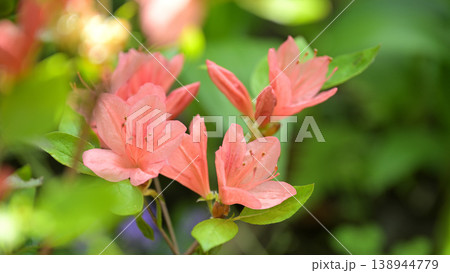 春の庭に咲くさつき(皐月)の花 春の庭に咲くさつき(皐月)の花 138944779