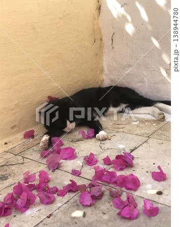 花びらの上で眠る黒猫 屋外の静かなひととき 138944780