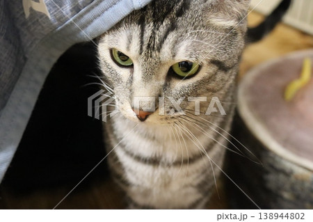大きな瞳が印象的なキジトラ猫のアップポートレート 大きな瞳が印象的なキジトラ猫のアップポートレート 138944802
