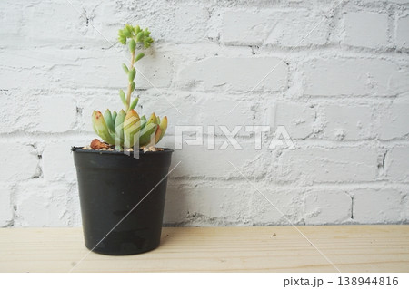 Succulent plant on wooden shelves and white brick wall background 138944816