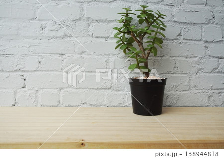 Succulent plant on wooden shelves and white brick wall background Succulent plant on wooden shelves and white brick wall background 138944818