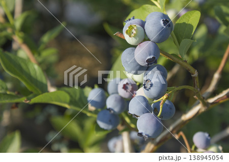 Highbush blueberry plant with fruits Highbush blueberry plant with fruits 138945054