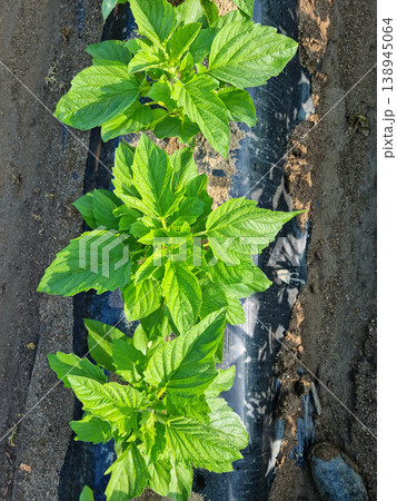 These are sesame seedlings planted in the field. 138945064