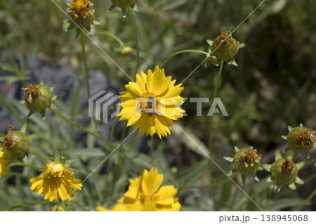 Golden-Wave flower on nature background 138945068