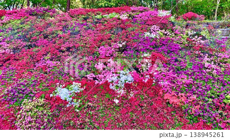 カラフルなキリシマツツジの花の壁が満開〈全トヨタ労連「つどいの丘」/愛知県豊田市〉 カラフルなキリシマツツジの花の壁が満開〈全トヨタ労連「つどいの丘」/愛知県豊田市〉 138945261