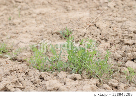 Ajwain carom seeds plant on farm for harvest Ajwain carom seeds plant on farm for harvest 138945299