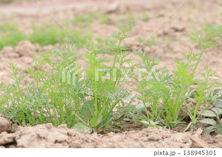 Ajwain carom seeds plant on farm for harvest Ajwain carom seeds plant on farm for harvest 138945301