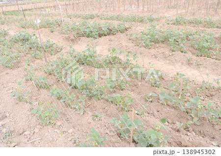 Ajwain carom seeds plant on farm for harvest Ajwain carom seeds plant on farm for harvest 138945302