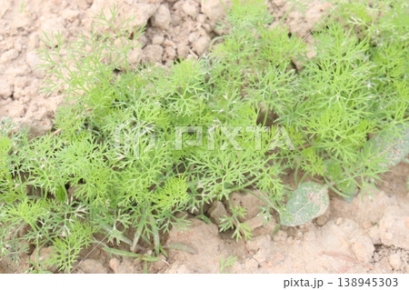 Ajwain carom seeds plant on farm for harvest Ajwain carom seeds plant on farm for harvest 138945303