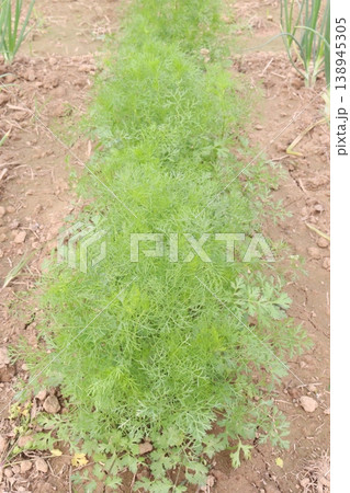 Ajwain carom seeds plant on farm for harvest Ajwain carom seeds plant on farm for harvest 138945305