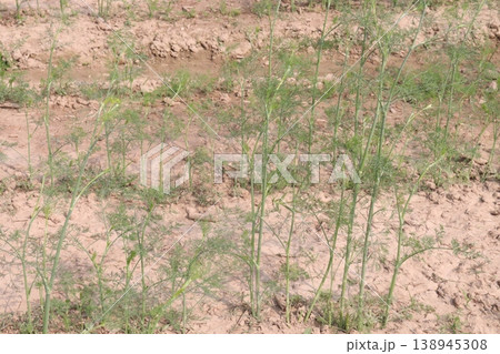 Ajwain carom seeds plant on farm for harvest Ajwain carom seeds plant on farm for harvest 138945308