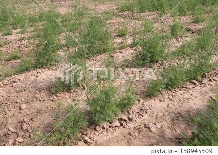 Ajwain carom seeds plant on farm for harvest Ajwain carom seeds plant on farm for harvest 138945309
