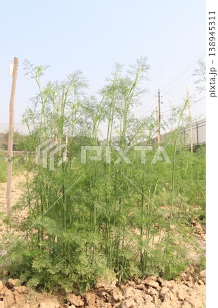 Ajwain carom seeds plant on farm for harvest 138945311