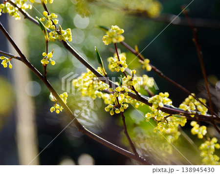 クスノキ科シロモジの花 クスノキ科シロモジの花 138945430