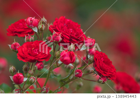 赤い薔薇の花束 赤い薔薇の花束 138945443