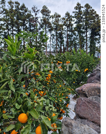 A fence made of tangerine trees and basalt. A fence made of tangerine trees and basalt. 138945524