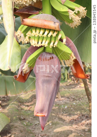 plantain flower closeup on banana tree plantain flower closeup on banana tree 138945545