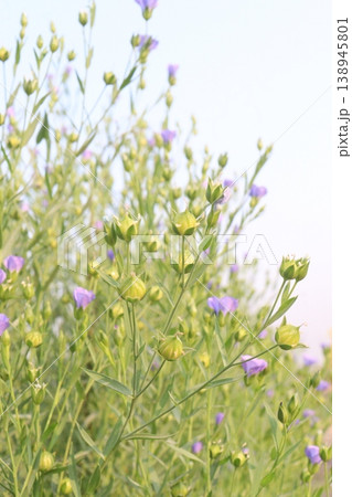 linum usitatissimum, brown flax plant on farm linum usitatissimum, brown flax plant on farm 138945801